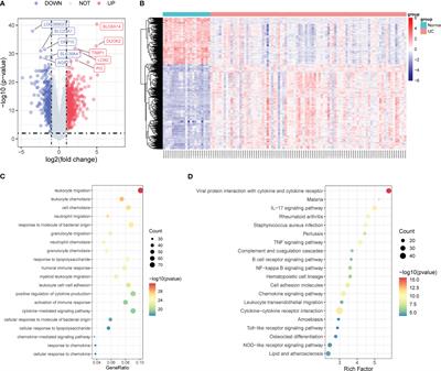 Comprehensive analysis of endoplasmic reticulum stress-associated genes signature of ulcerative colitis